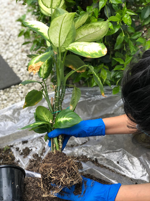 best time to repot plants