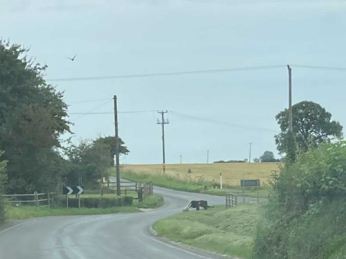 Shelfanger Road
