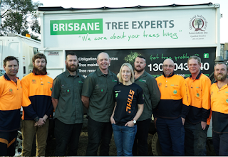 http://www.brisbanetreeexperts.com.au/