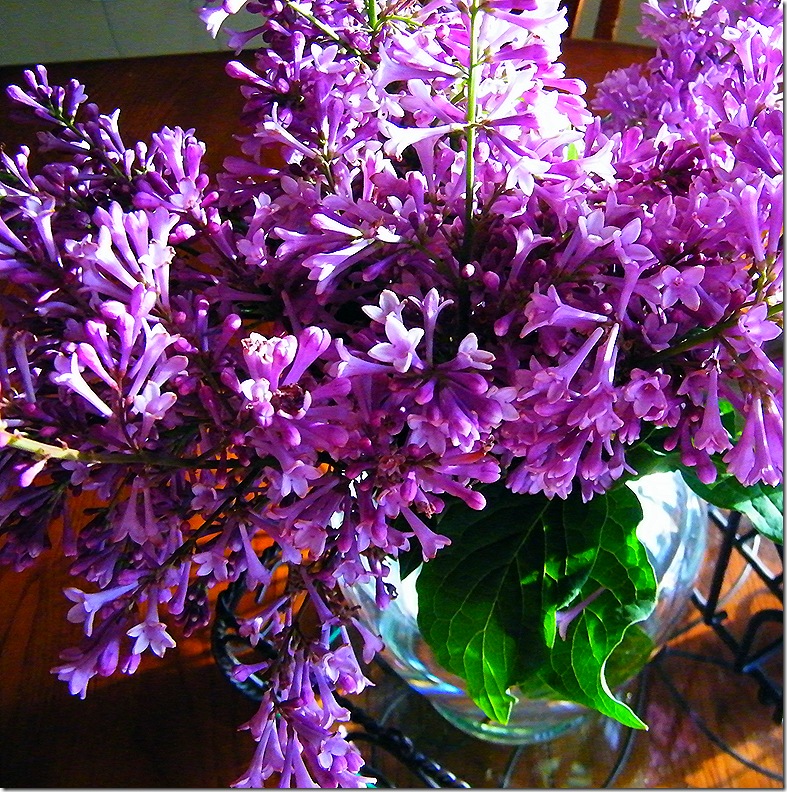 2011_0525lilac0020