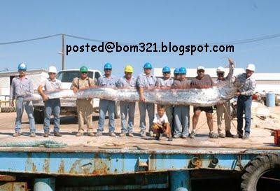 oarfish