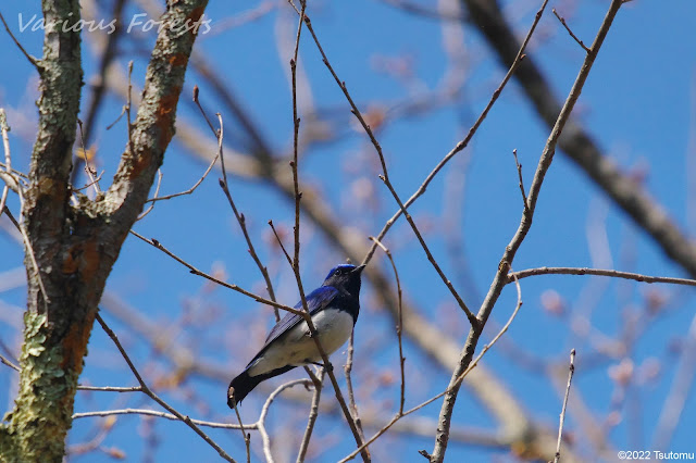 Blue-and-white Flycatcher, オオルリ