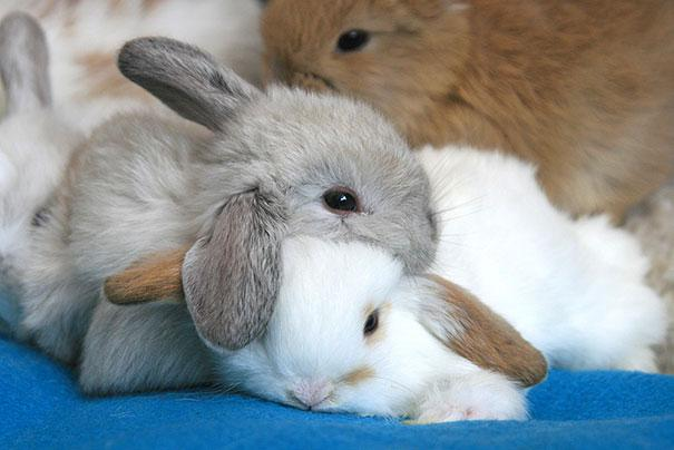 Cute Animals That Use Each Other As Pillows