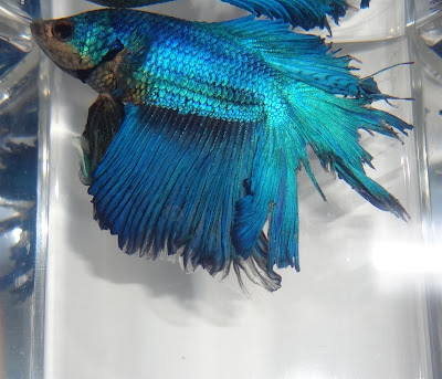 betta