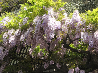 Wisteria would kill for this balcony,Home Garden