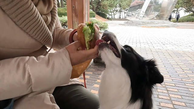 保護犬 ボーダーコリー トーマ 稲毛海浜公園 PAN FESTA INAGE