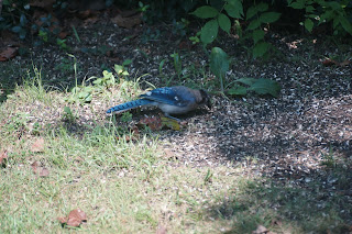 blue jay