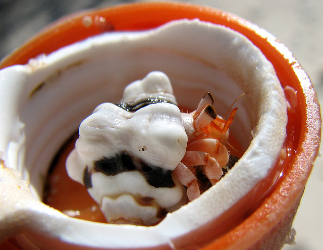 10 fotos de caranguejos presos em tampas de garrafas