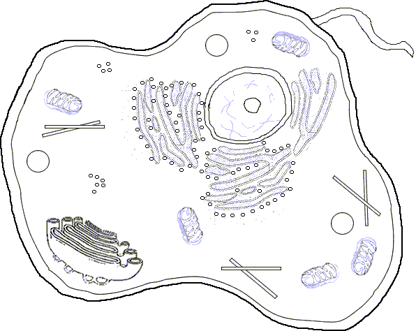 animal cell structure with labels. labels, simple animal cell