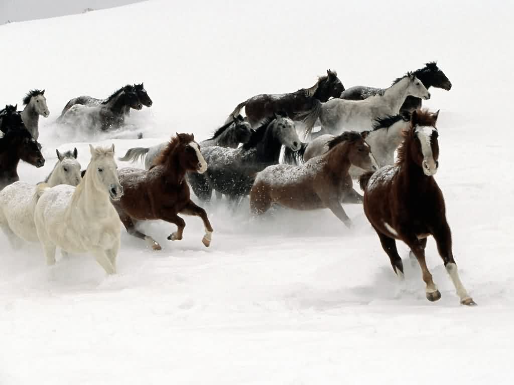 Beautiful Wallpapers: wild horses wallpapers