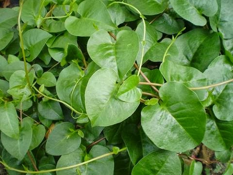 MORFOLOGI TUMBUHAN BELAJAR MORFOLOGI DAUN MORFOLOGI TUMBUHAN BELAJAR MORFOLOGI DAUN