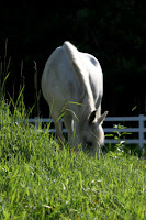 National Show Horse Grazing