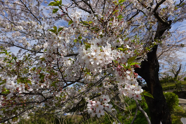 鳥取県西伯郡大山町御来屋 名和公園