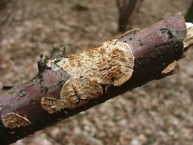 Radulomyces molaris