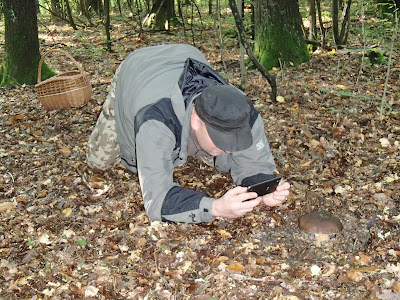 Boletus aereus borowik ciemnobrązowy