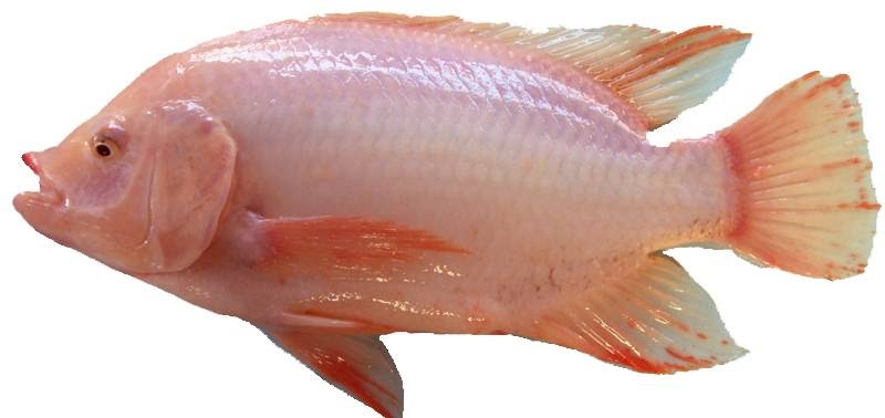 PEMBIAKAN IKAN TILAPIA MERAH