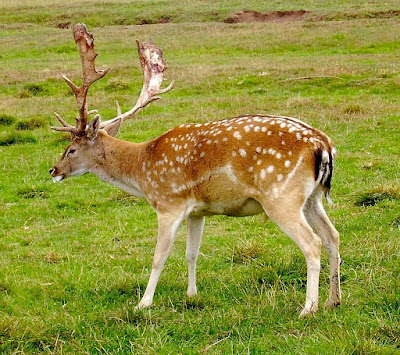 A male fallow deer standing on grass