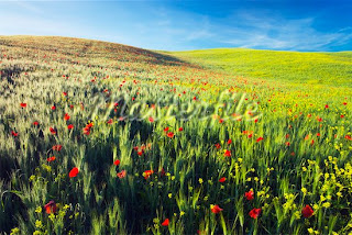 Beautiufl-Flower-Field-Landscape