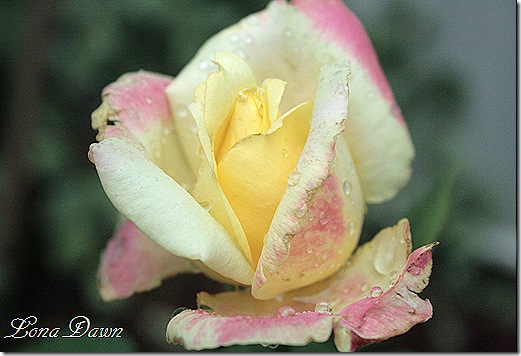 Rose_BellaRoma_BudJuly18