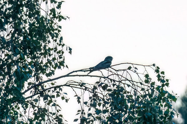 Nightjar