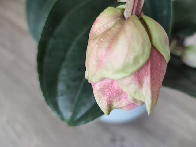 Medinilla