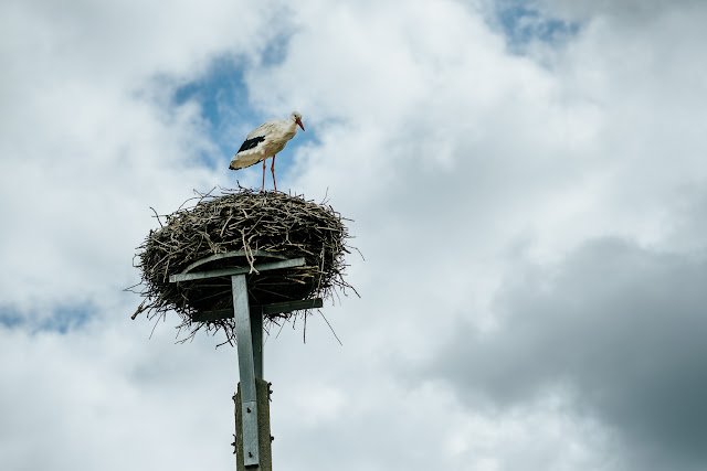 Storch im Nest auf dem Weg nach Parey