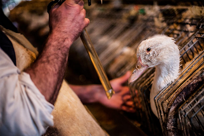 Foie gras pode ser proibido na cidade de São Paulo