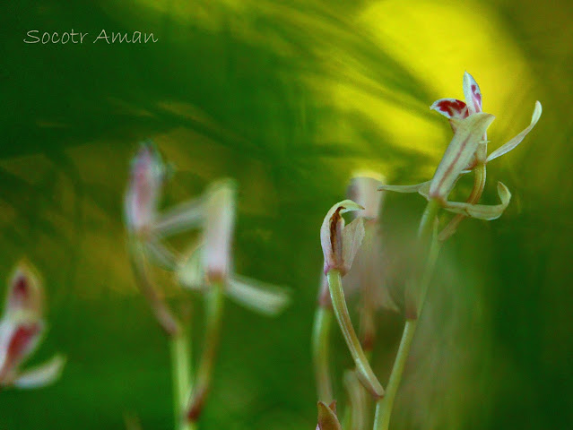 Cymbidium macrorhizon