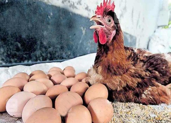 کیرالہ: بھارت میں ایک مرغی 6 گھنٹوں کے دوران 24 انڈے دے کر پولٹری ماہرین سمیت خبر پھیلنے پر مقامی حلقوں کی توجہ کی مرکز بن گئی۔