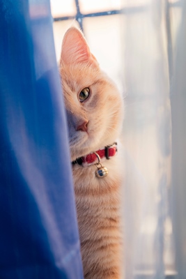 Gato amarelo perto de uma cortina azul