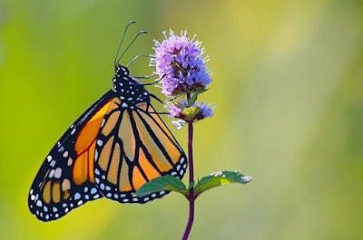 Beautiful Butterflies Collection