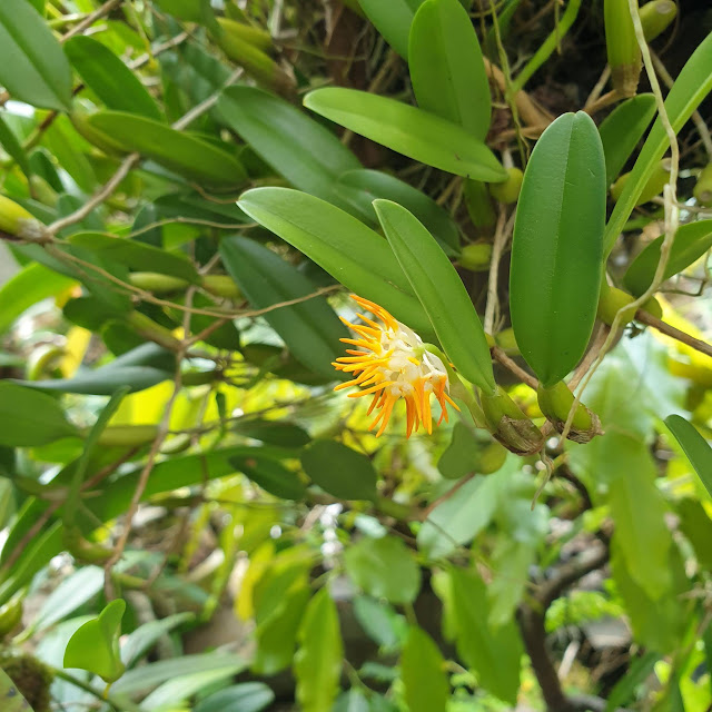 Bulbophyllum concinnum Hook.f.,