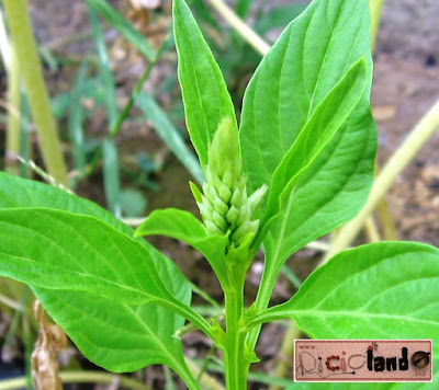 bocciolo Celosia Riciclando