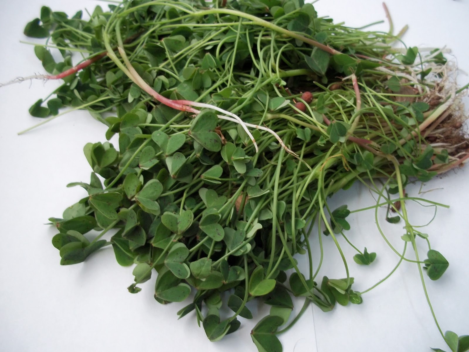 Foraging Wood Sorrel And Some Traditional Foods Vs Science Controversy Penniless Parenting
