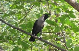 What is The Sound A Crow Makes Called