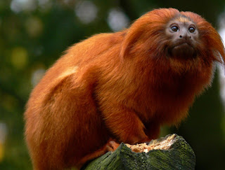 Resultado de imagem para Golden lion tamarin skin