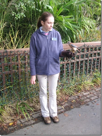 IMG_0325 Zoo Volunteer Anne with Apollo the American Kestrel Falcon at the Oregon Zoo in Portland, Oregon on November 10, 2009