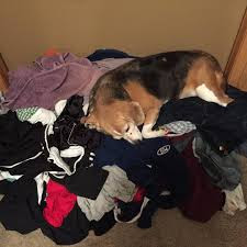 dog on dirty laundry