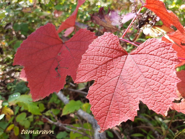 Виноград амурский (Vitis amurensis)