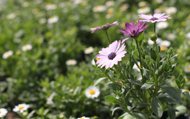 African Daisy Flowers Pictures