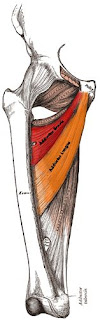 adductor longus muscle, anatomy, muscle picture