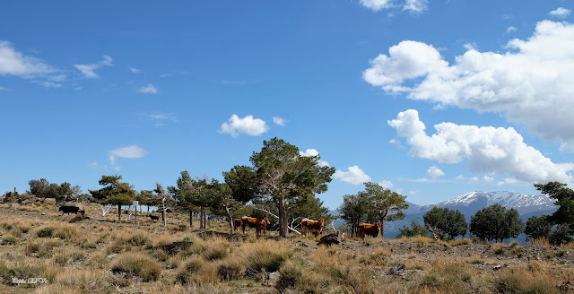 Cerro Barrero, Jérez del Marquesado