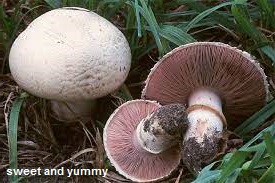 فطر البوتون او فطر الاجاريكس Agaricus Sp