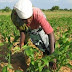 L’administrateur de territoire de Sakania préoccupé par la baisse de la production agricole dans sa juridiction 