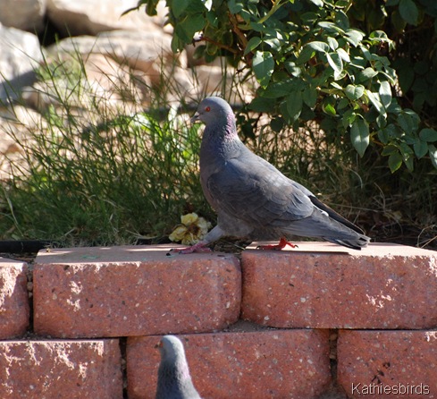 3. DSC_0412-kab