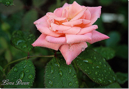 BillWarriner4_DewDrops