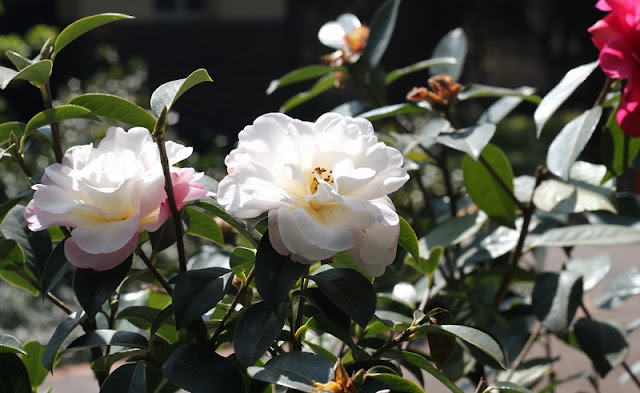 Camellia Flowers Pictures