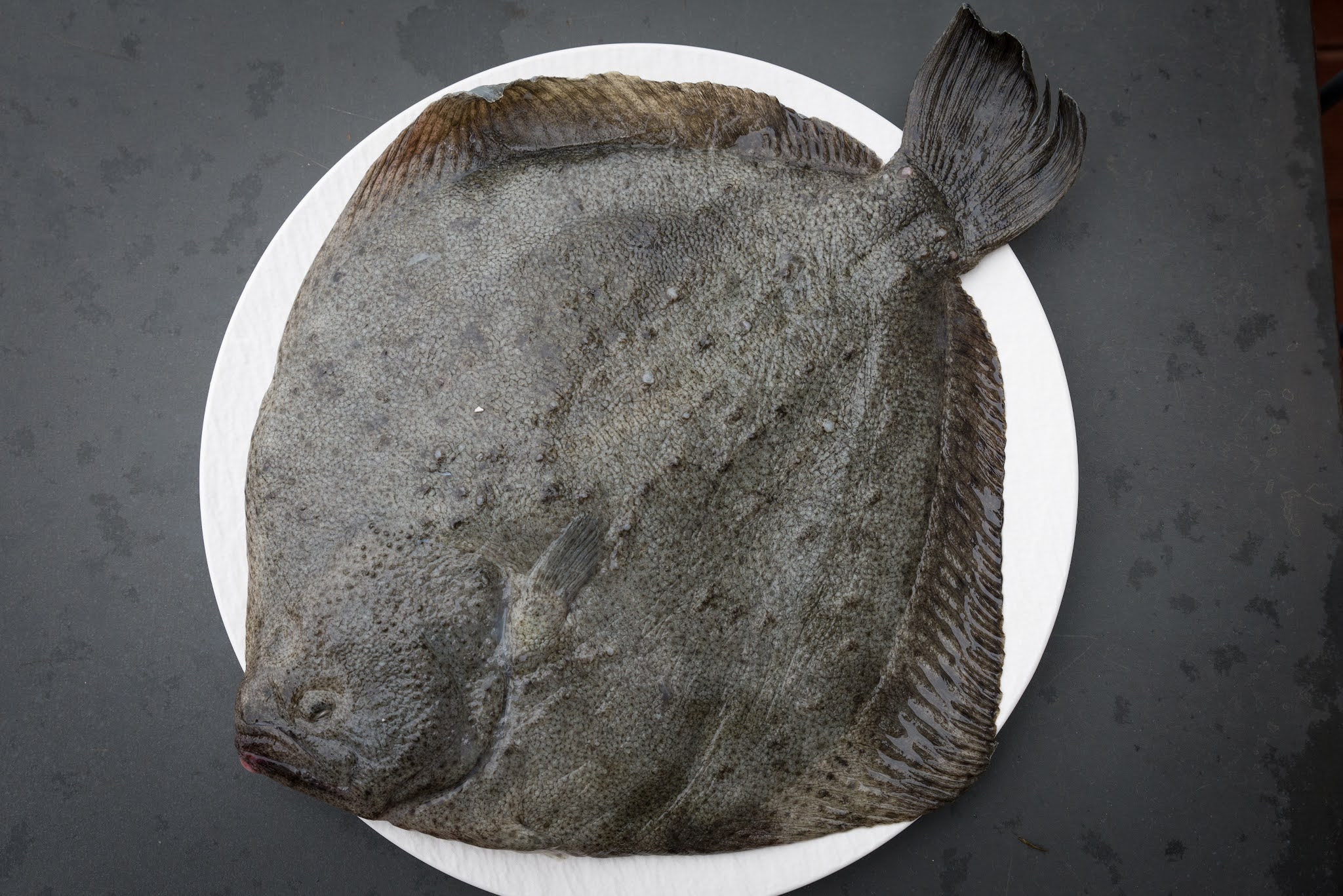 Turbot