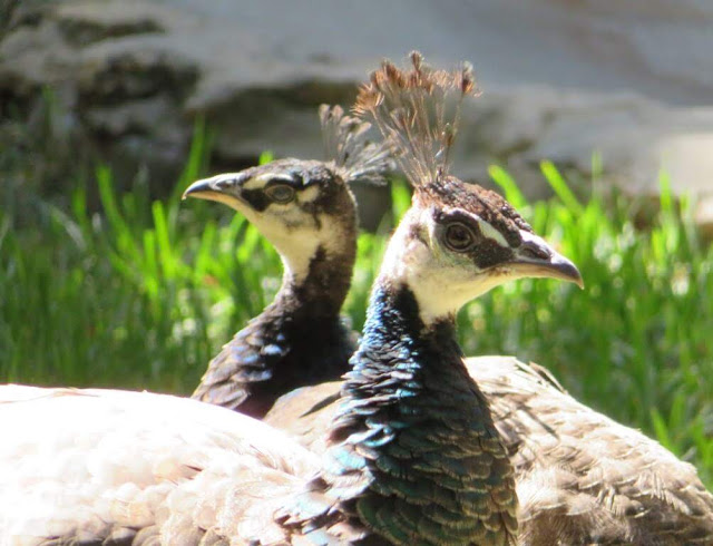 Pavões - Zoo de Lisboa