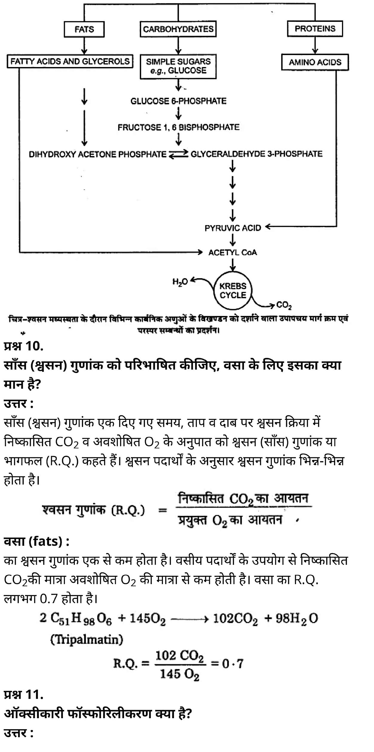 कक्षा 11 जीव विज्ञान अध्याय 14 के नोट्स हिंदी में एनसीईआरटी समाधान,   class 11 Biology Chapter 14,  class 11 Biology Chapter 14 ncert solutions in hindi,  class 11 Biology Chapter 14 notes in hindi,  class 11 Biology Chapter 14 question answer,  class 11 Biology Chapter 14 notes,  11   class Biology Chapter 14 in hindi,  class 11 Biology Chapter 14 in hindi,  class 11 Biology Chapter 14 important questions in hindi,  class 11 Biology notes in hindi,  class 11 Biology Chapter 14 test,  class 11 BiologyChapter 14 pdf,  class 11 Biology Chapter 14 notes pdf,  class 11 Biology Chapter 14 exercise solutions,  class 11 Biology Chapter 14, class 11 Biology Chapter 14 notes study rankers,  class 11 Biology Chapter 14 notes,  class 11 Biology notes,   Biology  class 11  notes pdf,  Biology class 11  notes 2021 ncert,  Biology class 11 pdf,  Biology  book,  Biology quiz class 11  ,   11  th Biology    book up board,  up board 11  th Biology notes,  कक्षा 11 जीव विज्ञान अध्याय 14, कक्षा 11 जीव विज्ञान का अध्याय 14 ncert solution in hindi, कक्षा 11 जीव विज्ञान  के अध्याय 14 के नोट्स हिंदी में, कक्षा 11 का जीव विज्ञान अध्याय 14 का प्रश्न उत्तर, कक्षा 11 जीव विज्ञान अध्याय 14 के नोट्स, 11 कक्षा जीव विज्ञान अध्याय 14 हिंदी में,कक्षा 11 जीव विज्ञान  अध्याय 14 हिंदी में, कक्षा 11 जीव विज्ञान  अध्याय 14 महत्वपूर्ण प्रश्न हिंदी में,कक्षा 11 के जीव विज्ञान के नोट्स हिंदी में,जीव विज्ञान  कक्षा 11 नोट्स pdf,